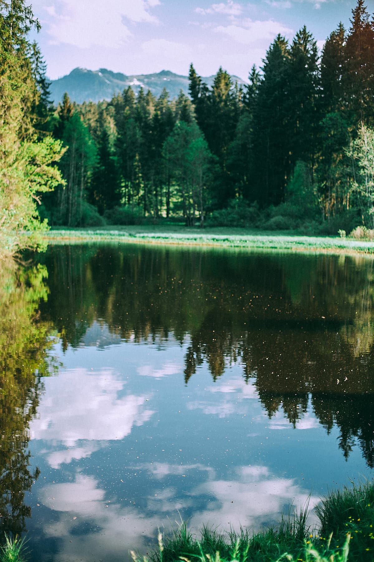pond surrounded by trees