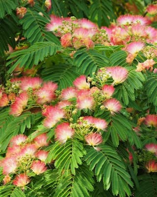 Albizia