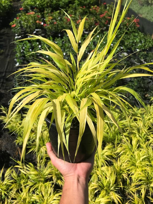 Potted All Gold Japanese Forest Grass