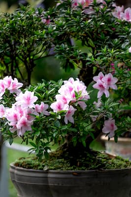 A Beautiful Azalea Plant with Pink Flowers