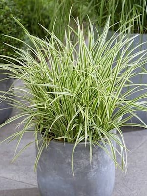 Potted Carex Plant