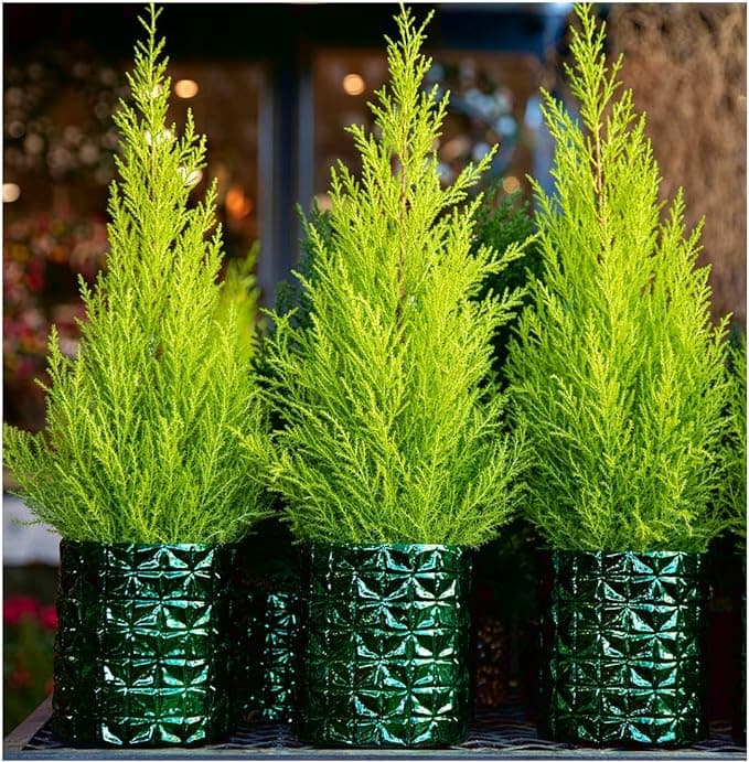 Three potted dwarf conifers
