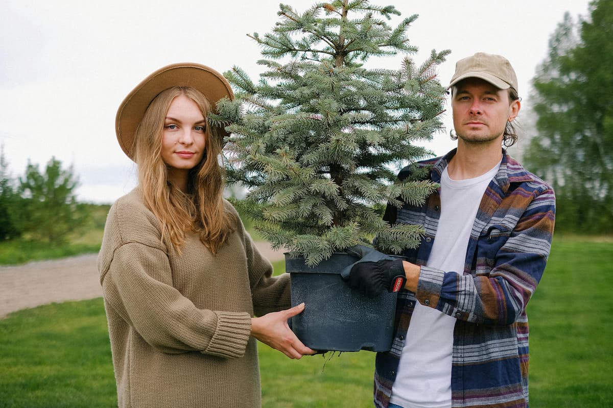 couple carrying potted evergreen tree