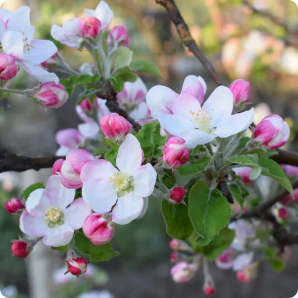Flowering deciduous tree