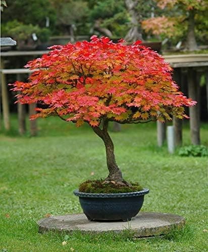 Full Moon Maple
