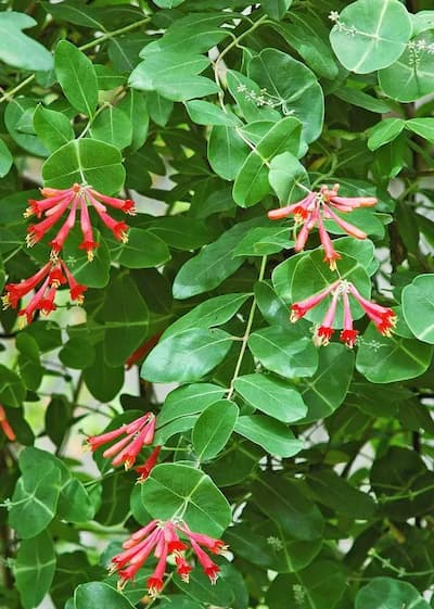 Coral Honeysuckle