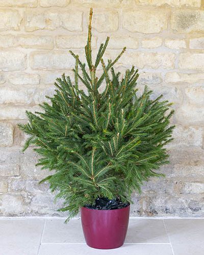 Potted Spruce Tree