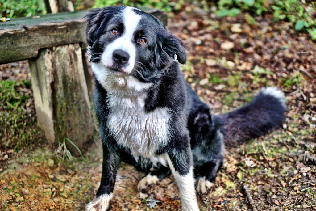 A photo of a border collie.