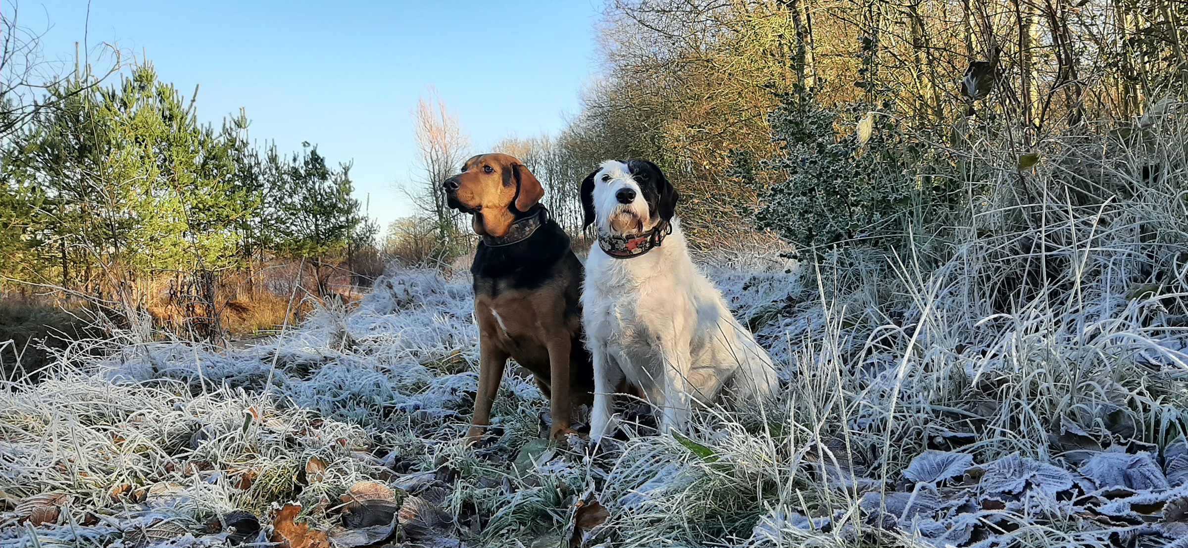 Two dogs sitting on a snowy patch of grass.